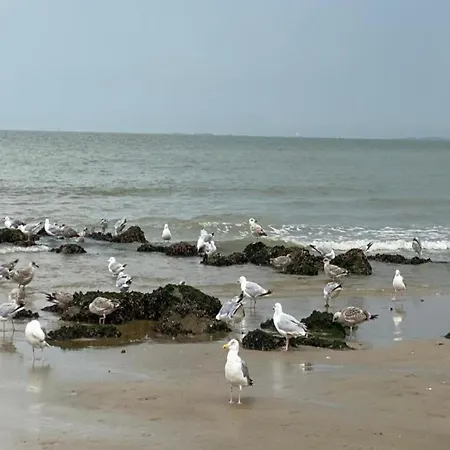 Lägenhet In Near The Knokke-Heist