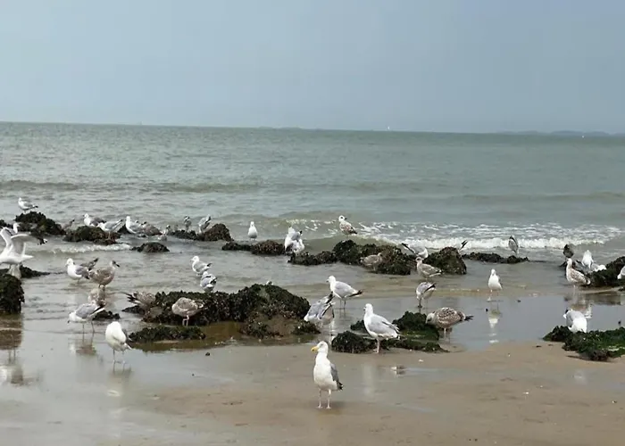 Apartamento In Near The Knokke-Heist